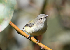 Weebill photo 3