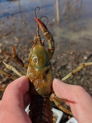 Lacunicambarus chimera