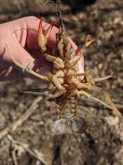 Lacunicambarus chimera