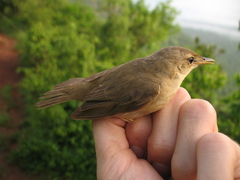 Acrocephalus palustris