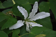 Bauhinia bowkeri