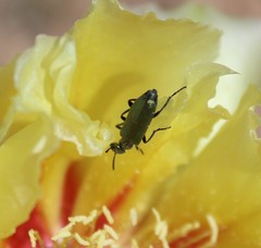 Eupompha
