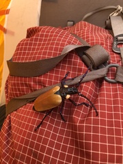 Oropyrodes maculicollis