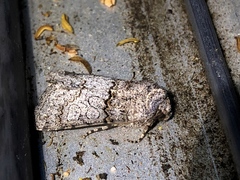 Sympistis perscripta