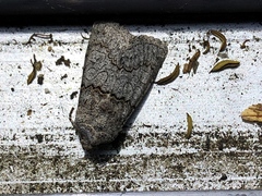 Sympistis perscripta