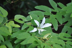 Bauhinia bowkeri