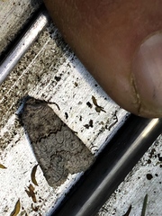 Sympistis perscripta