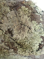 Heterodermia tremulans