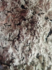 Heterodermia tremulans