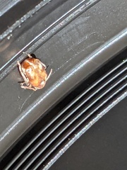 Callosobruchus maculatus