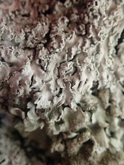 Heterodermia tremulans