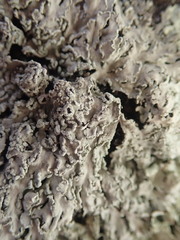 Heterodermia tremulans