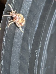 Callosobruchus maculatus