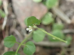 Cardamine forsteri