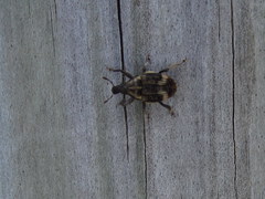 Psepholax sulcatus