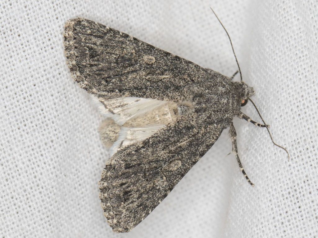 Scotogramma yakima