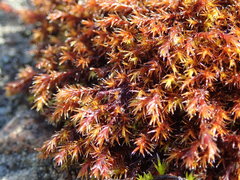 Schistidium papillosum