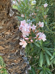 Nerium oleander
