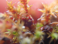 Schistidium papillosum