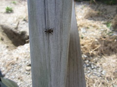 Psepholax sulcatus