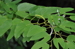 Bauhinia bowkeri