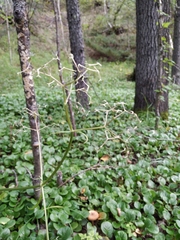 Valeriana transjenisensis