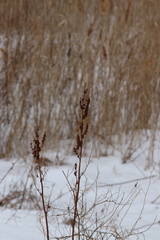 Rumex obtusifolius obtusifolius