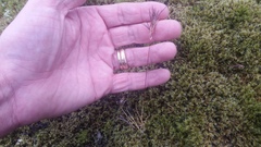 Festuca vivipara