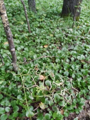 Valeriana transjenisensis