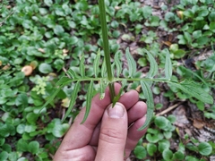 Valeriana transjenisensis