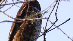 Buteo lineatus