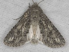 Scotogramma