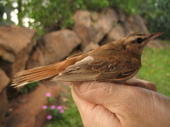 Cercotrichas galactotes