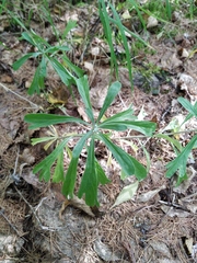 Artemisia lagocephala