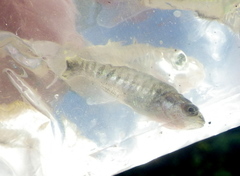 Micropterus dolomieu