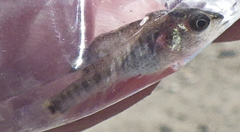 Micropterus dolomieu