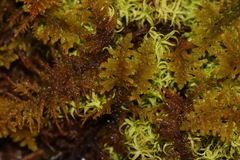 Thuidium recognitum