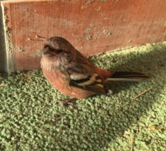 Carpodacus sibiricus