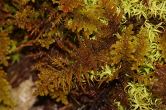 Thuidium recognitum