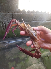 Podophthalmus