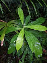 Atractocarpus benthamianus