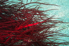 Stigmatopora harastii