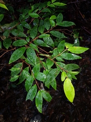 Pilidiostigma glabrum