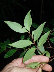 Pilidiostigma glabrum