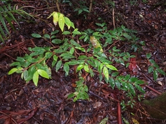 Pilidiostigma glabrum