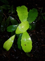 Polyosma cunninghamii