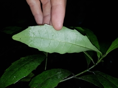 Polyosma cunninghamii