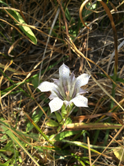 Gentiana newberryi