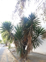 Yucca