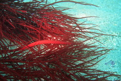 Stigmatopora harastii